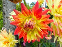 DSCN1953  FLOWERS!!!