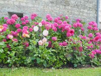 DSCN1954  and it goes on....