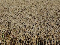 DSCN1967  Wheat