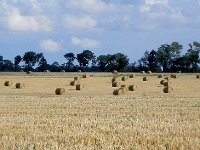 DSCN1978  After wheat harvest, straw
