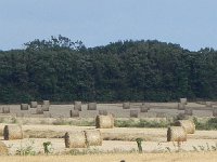 DSCN1982  Trotting through the fields