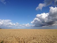 IMG 0477  Ripening wheat