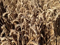IMG 0479  Wheat