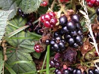 IMG 0480  Ripe berries