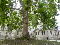 DSCN2006  A humungous sycamore, planted in  1798