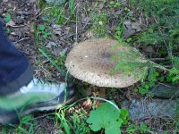 DSCN2048  The mushrooms are going crazy in the forests!