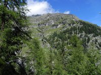 DSCN2054  Looking upward for the forest