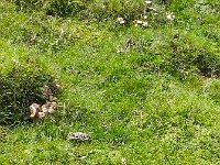 DSCN2069  More fungi