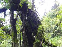 DSCN2110  I can&#39;t imagine how old this sycamore is!