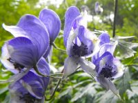 DSCN2112  Flowers at eye level.