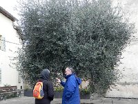 DSCN2843  Christine and Eric discussing the fine points of olive culture at the weather deteriorates