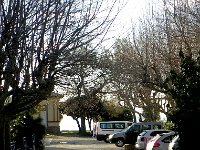 DSCN2919  Pollarded sycamores near the parking lot