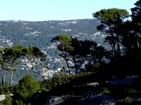 DSCN2939  Mediterranean pine forest