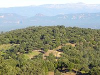 DSCN3019  Cork oak landscape