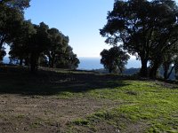 DSCN3024  Oaks and ocean