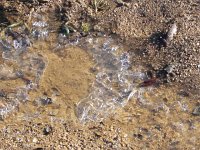 DSCN3031  Ice on the Cote d&#39;Azur!