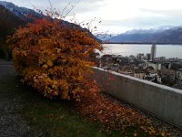 20141211 162040  December11 - snow has arrived but leaves persist