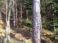 20141222 154043  December 22 - educational exhibit in the forests of le Cubly: note size of log and location of red paint strip