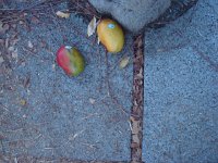 DSC01227  And looking down on the sidewalk (I walked to the meetings) were ripe mangos