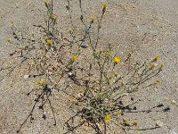 DSCN1672  The California State Flower (just kidding!)