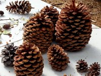 20140711 094733  Who does not love pine cones?