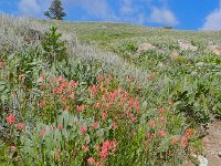 DSCN1683  I took a short hike in the late PM through mules&#39; ears and paintbrushes.