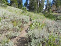 DSCN1684  The dusty trail trough the sage