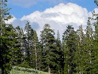 DSCN1687  Herbs, trees and cloud