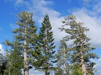 DSCN1690  Pines and firs