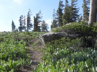 DSCN1693  Evidence of wind