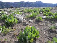 DSCN1696  The soil was amazingly light, porous and often full of rodent tunnels