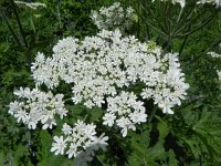 DSCN1704  It&#39;s dry at lower elevations, but up here there was enough moisture for flowers