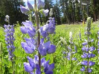DSCN1706  Lupines