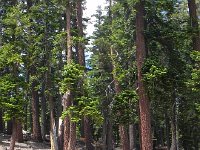 DSCN1707  and red fir!