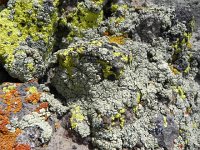 DSCN1716  Lichen art
