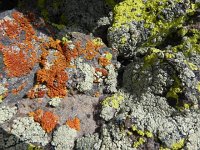 DSCN1717  Lichen art