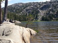 20140713 144737  Bonsai pine on granite
