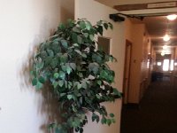 20140713 163050  A plastic ficus tree that has been in Sun Meadows as long as I can remember.