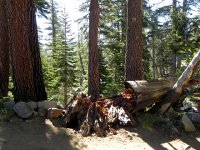 DSCN1728  Dead wood and snags, not a feature in Swiss forests