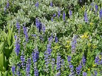 DSCN1739  more lupine