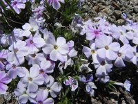 DSCN1750  Phlox
