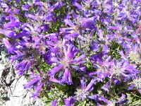 DSCN1753  A Penstomen?