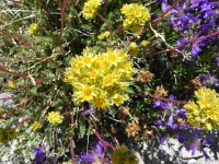 DSCN1754  Yellow flower