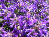 DSCN1755  Intense, regardless of the name