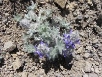 DSCN1757  A hirsute lupine