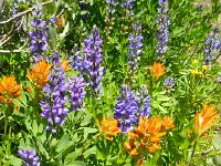 DSCN1764  Lupine and paintbrush