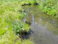 DSCN1774  Inlet to Woods Lake on peripheral trail