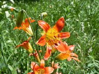 DSCN1778  Orange flower