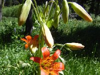 DSCN1781  still budding out