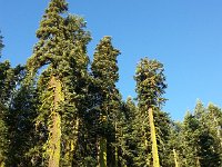 20140714 063051  Red fir stand on Mormon Emigrant Trail